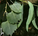 Desert Poplar